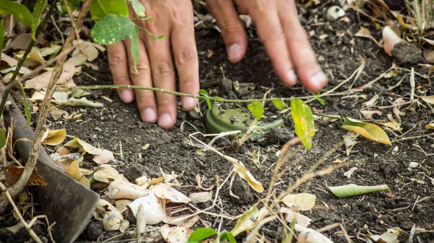 Naukowcy: miny przeciwpiechotne zagrażają nie tylko ludziom, ale także przyrodzie i ekosystemom