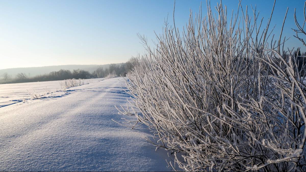 Zimowy krajobraz z zaroślami pokrytymi szadzią i zaśnieżonym polem w tle.