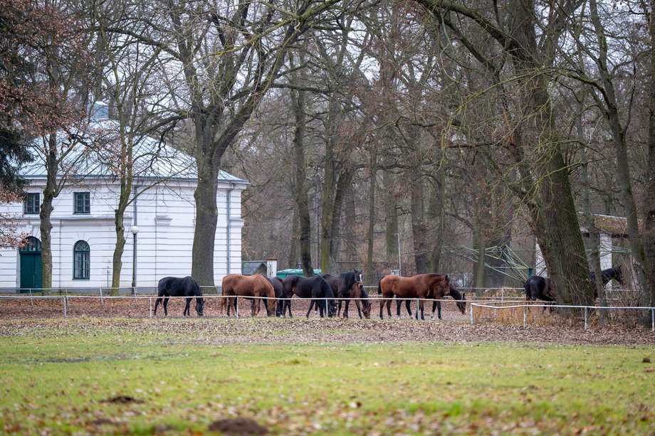 Stadnina Koni Janów Podlaski