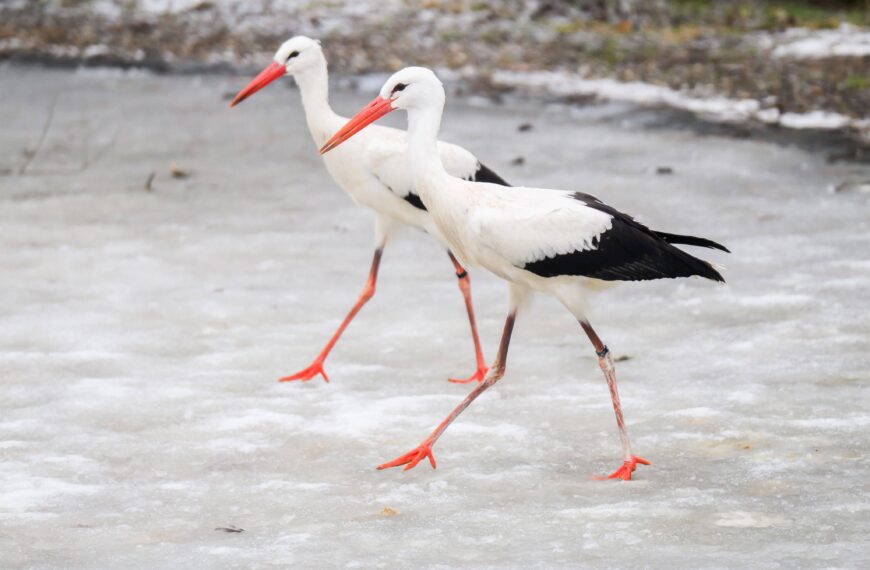 Polska: Cieplej na horyzoncie.