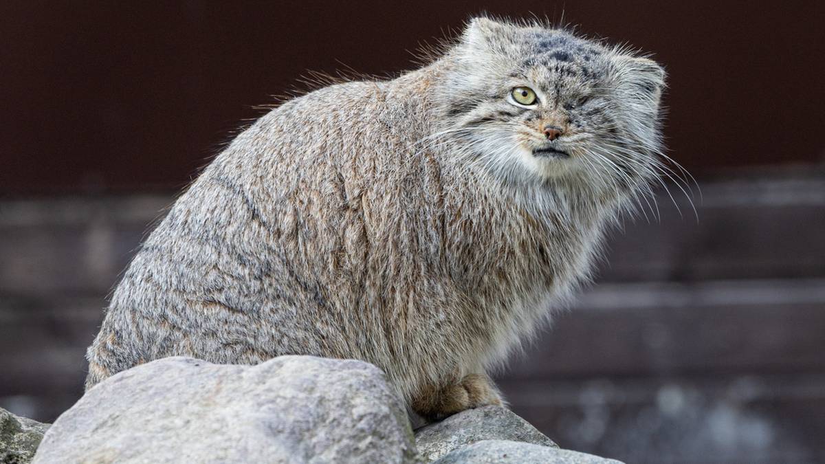Manul o imieniu Bożenka siedzący na kamieniach, z charakterystycznym brakiem lewego oka.