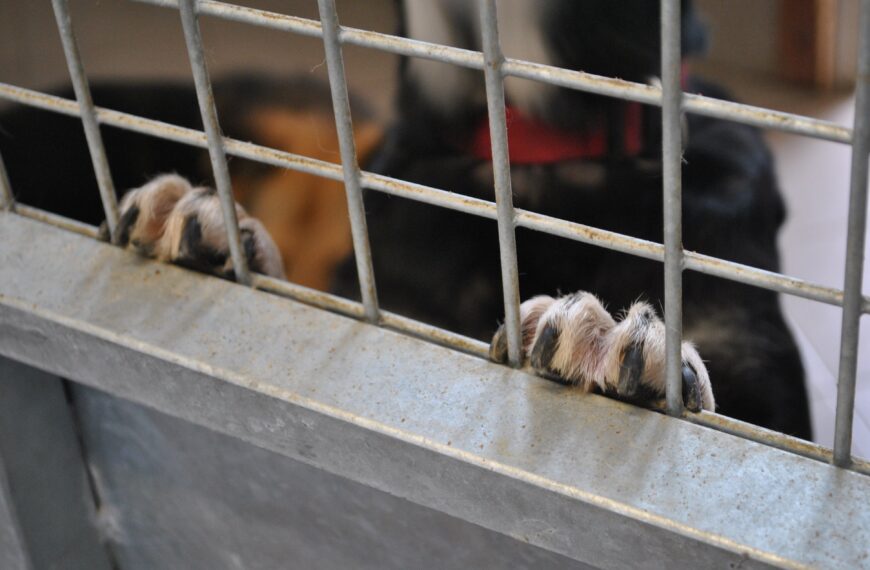 Andrzej Elżanowski: Przytuliskami zarządzają biznesmeni. Czipowanie bezskuteczne.