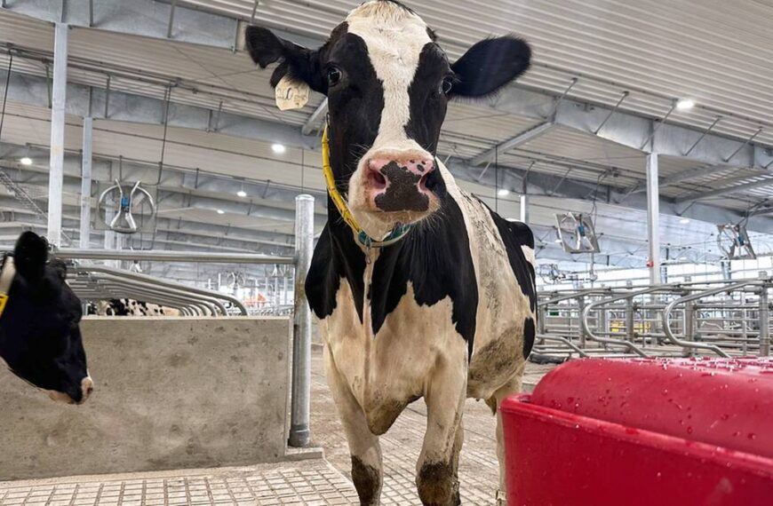 Wołowina z dodatkiem hormonów w UE. Polska odpowiada.