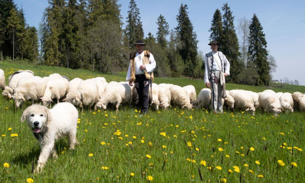 Startuje rekrutacja na kursy bacy i juhasa – coraz więcej kobiet w profesji