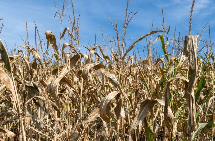 Jak przedsiębiorstwa mogą się zabezpieczyć przed kryzysami? Refleksje z raportu „Odporna i…