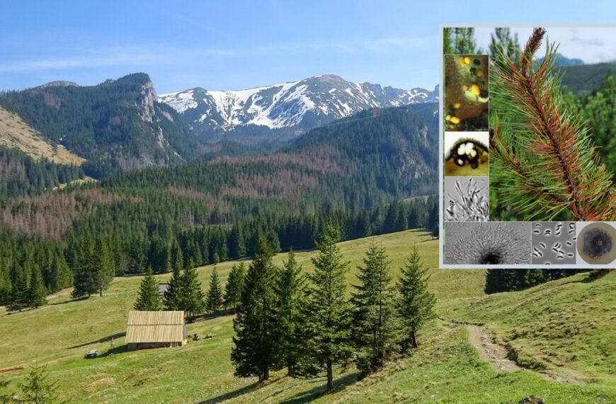 Nieznany gatunek grzyba znaleziony w Tatrach. Otrzymał już nazwę.