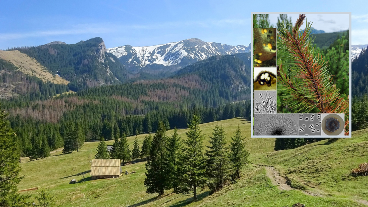 Krajobraz g&oacute;rski z lasem iglastym i ośnieżonymi szczytami w tle. W prawym g&oacute;rnym rogu znajduje się zbliżenie na pędy kosodrzewiny oraz mikroskopowe zdjęcia grzyb&oacute;w.