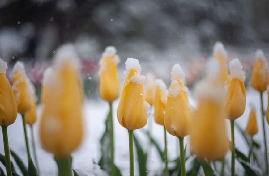 Prognoza pogody na czwartek i piątek. Obfite śnieżyce i deszcze nawalne w…