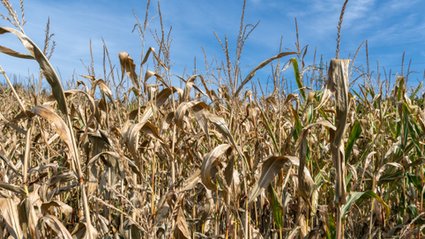Blackout, susza, chaos informacyjny. Czy polskie firmy są gotowe na świat wielu kryzysów naraz?