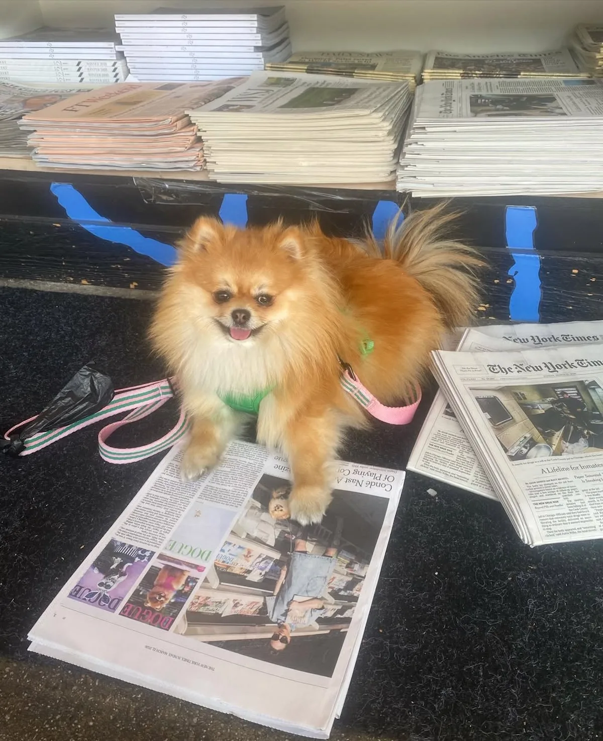 Mały pies siedzący na stosie gazet obok egzemplarzy z okładkami „Dogue”, w kontekście publikacji prasowych i dystrybucji magazynu.