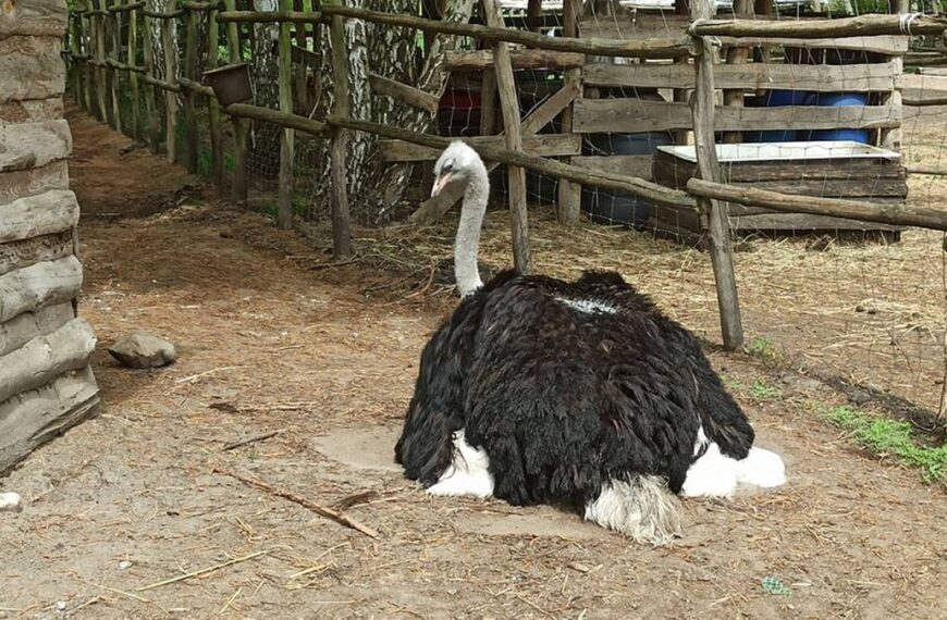 Sprawiedliwość dosięgła dręczyciela strusia. Kontrowersyjna sprawa zakończona werdyktem.