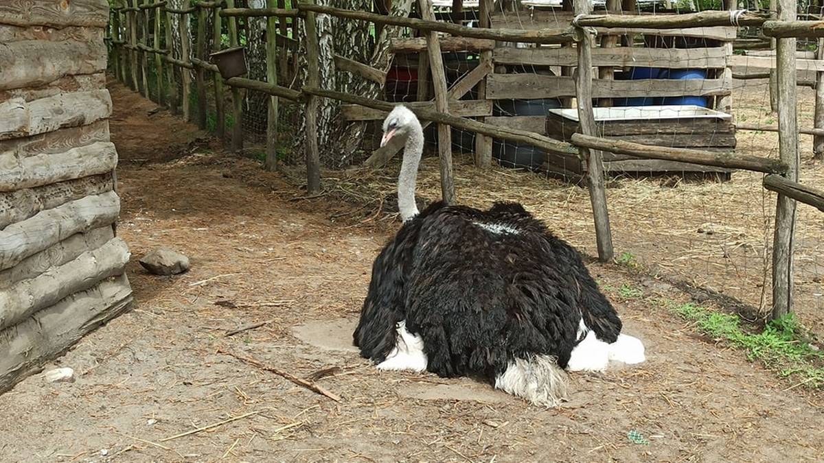 Struś siedzący na ziemi w zagrodzie.