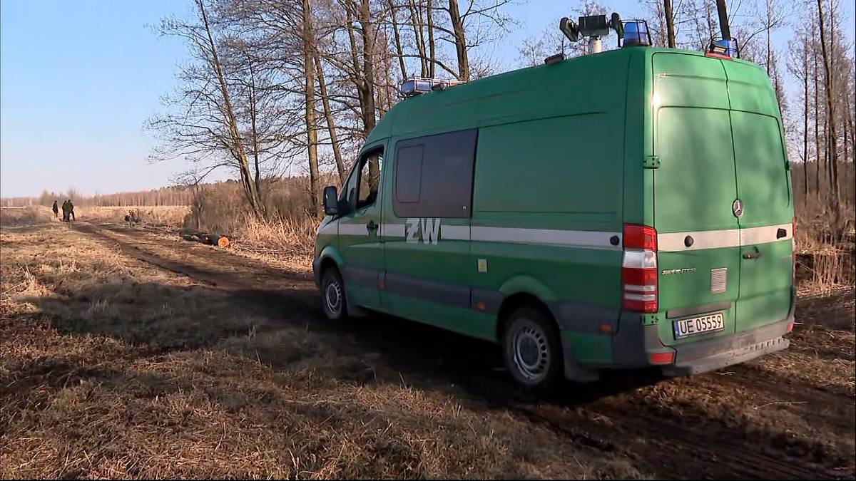 Zielony samoch&oacute;d Żandarmerii Wojskowej zaparkowany na ścieżce w lesie obok pni ściętych drzew.