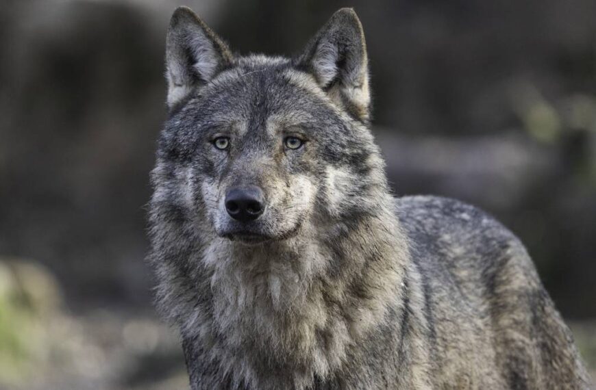 Łowca zabił wilka, myląc go z lisem. Oczyszczony z zarzutów.