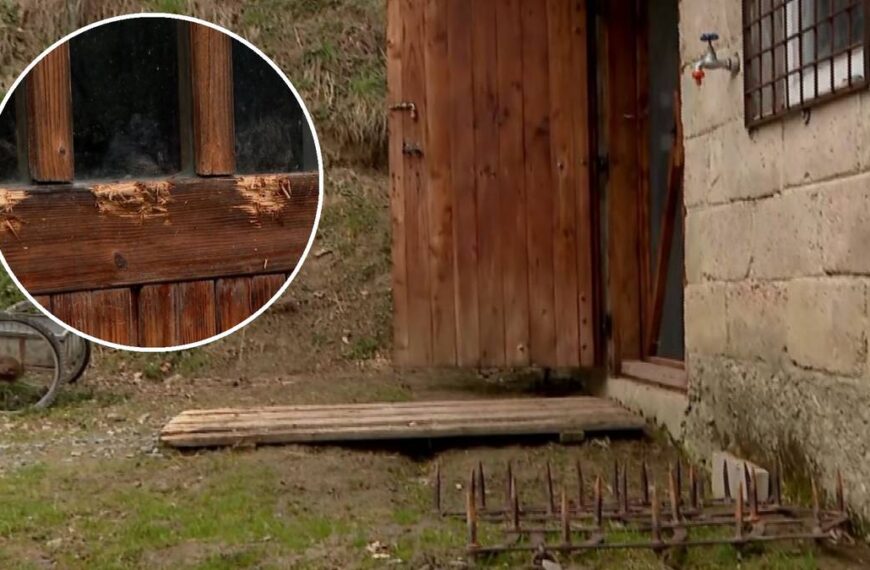 Blisko domostw grasują misie. “Kumplowi wlazł przez szybę”