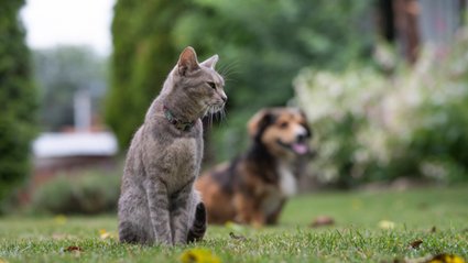 Idą zmiany dla właścicieli psów i kotów. Sejm zagłosował za ustawą