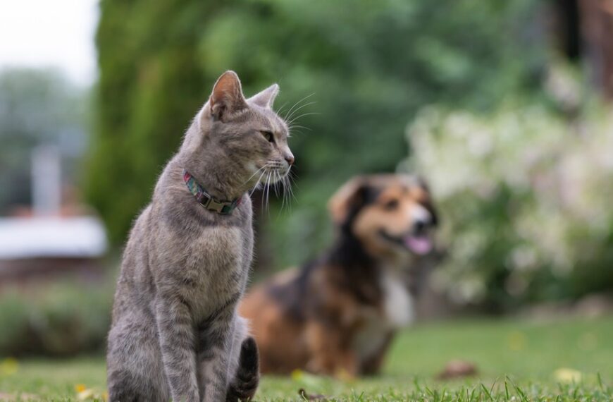 Przełom dla opiekunów zwierząt. Ustawa zatwierdzona przez parlament.