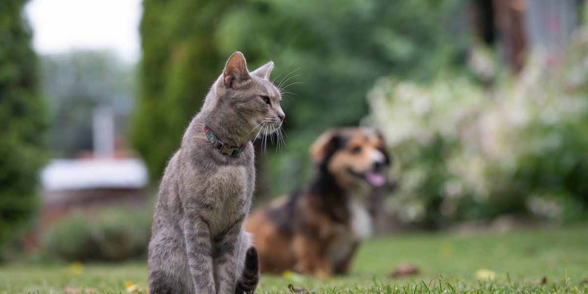 Przełom dla opiekunów zwierząt. Ustawa uchwalona przez Sejm.