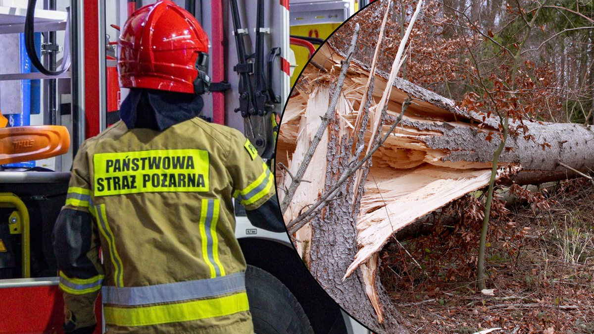 Strażak w mundurze Państwowej Straży Pożarnej stoi obok wozu strażackiego. Obok widok na powalone drzewo z po ślady silnego wiatru.