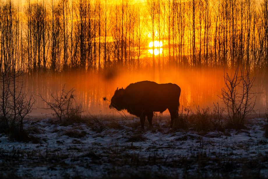 Puszcza Białowieska