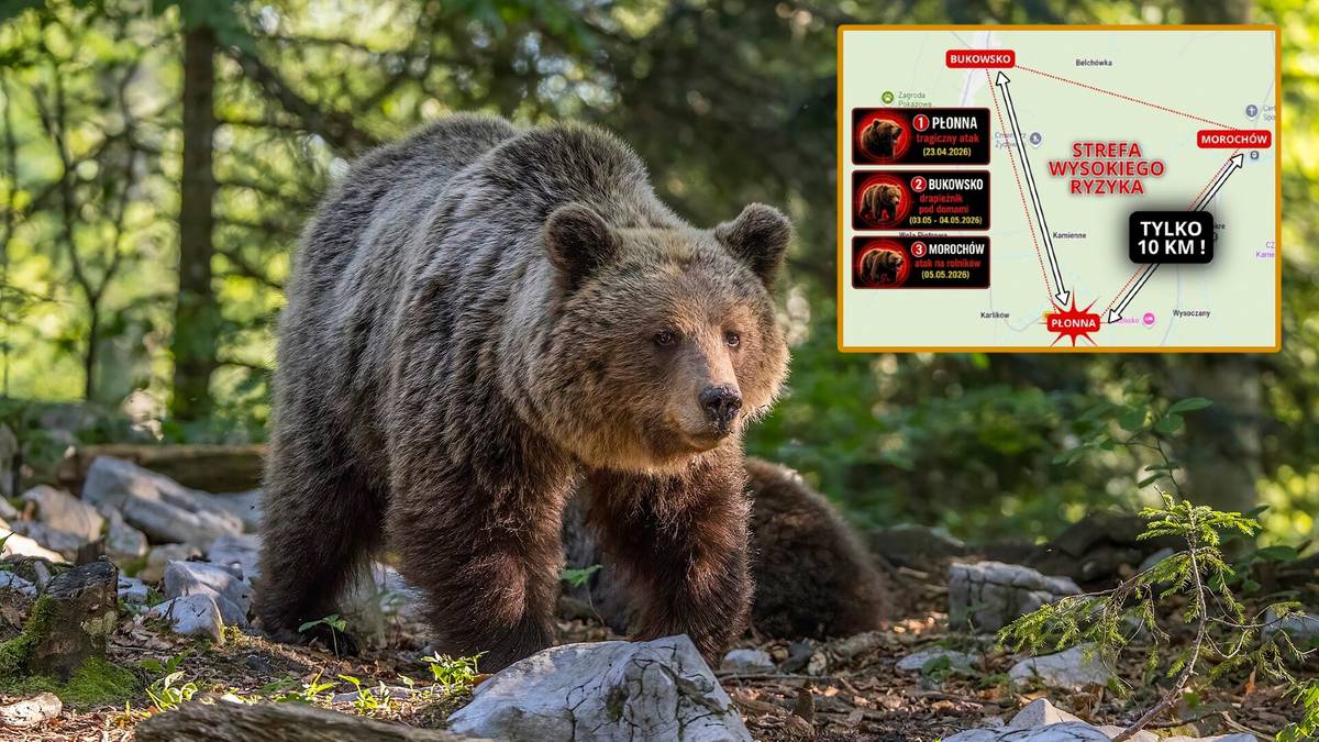 Brązowy niedźwiedź w lesie, z widoczną mapą ostrzegawczą w rogu.