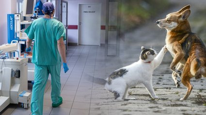 Właściciele zwierząt, palacze i podatnicy powinni to wiedzieć. Lawinę zmian uchwalił Sejm 